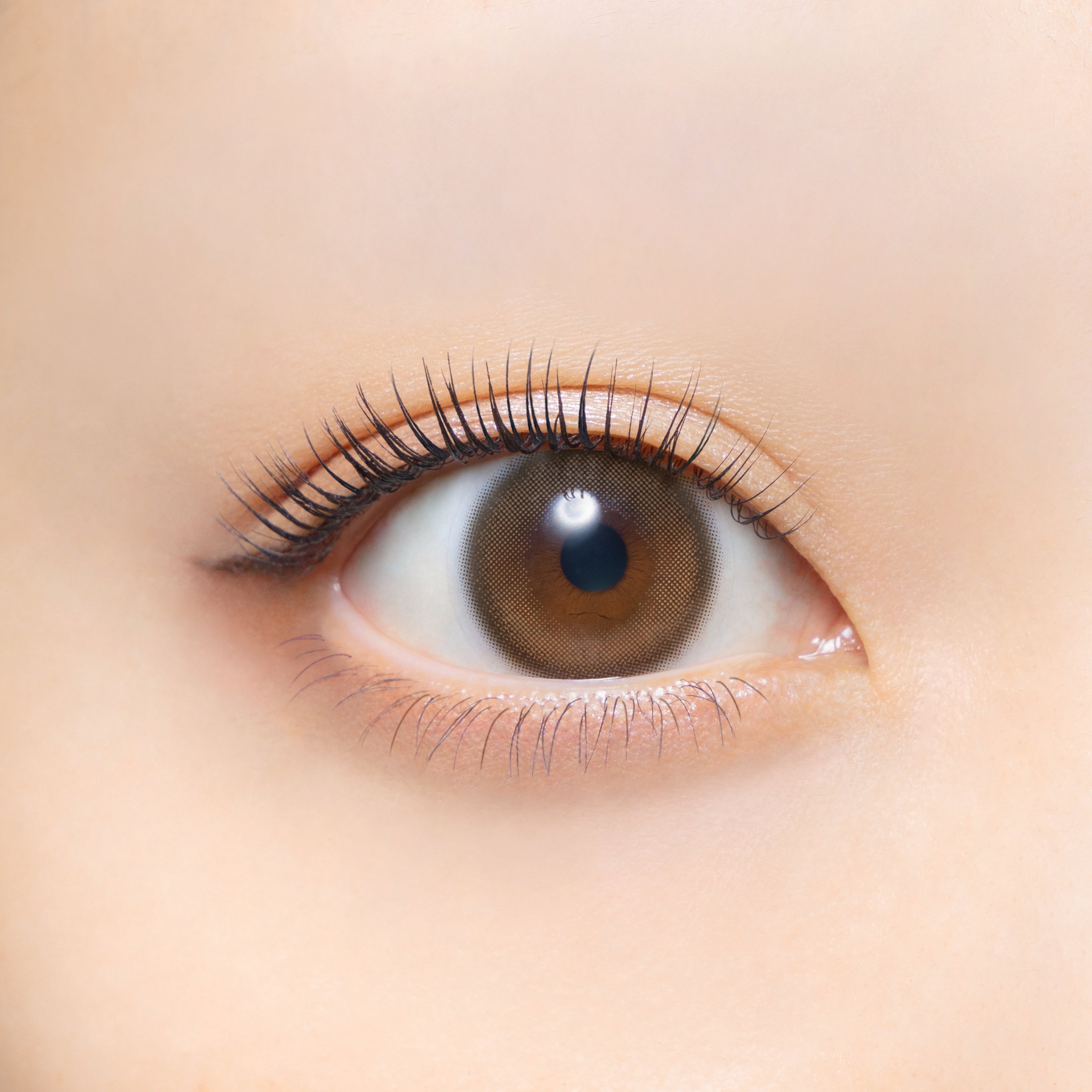 문브라운 | 1일용