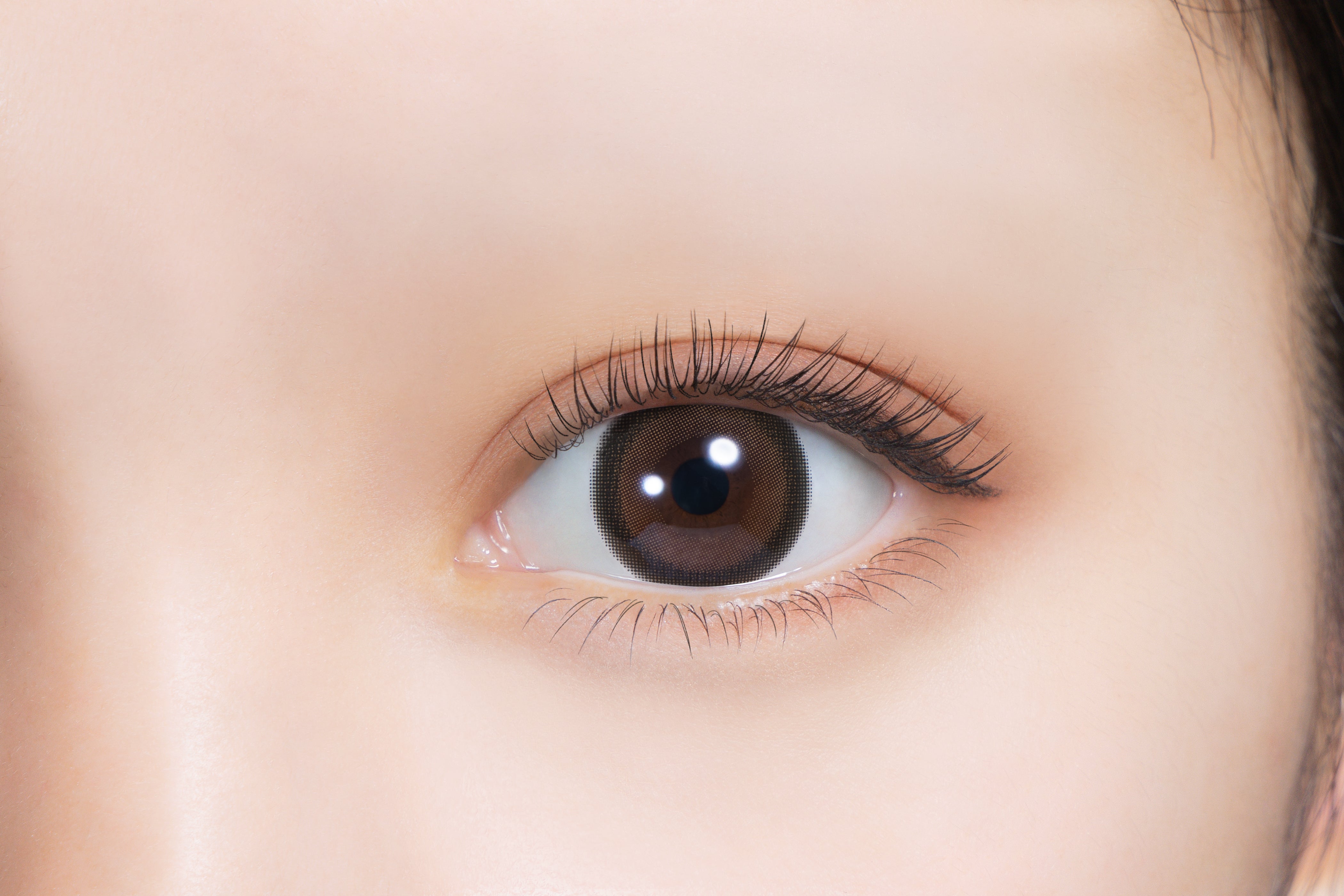 타르트 타탄 | 타르트 타탄 1개월용