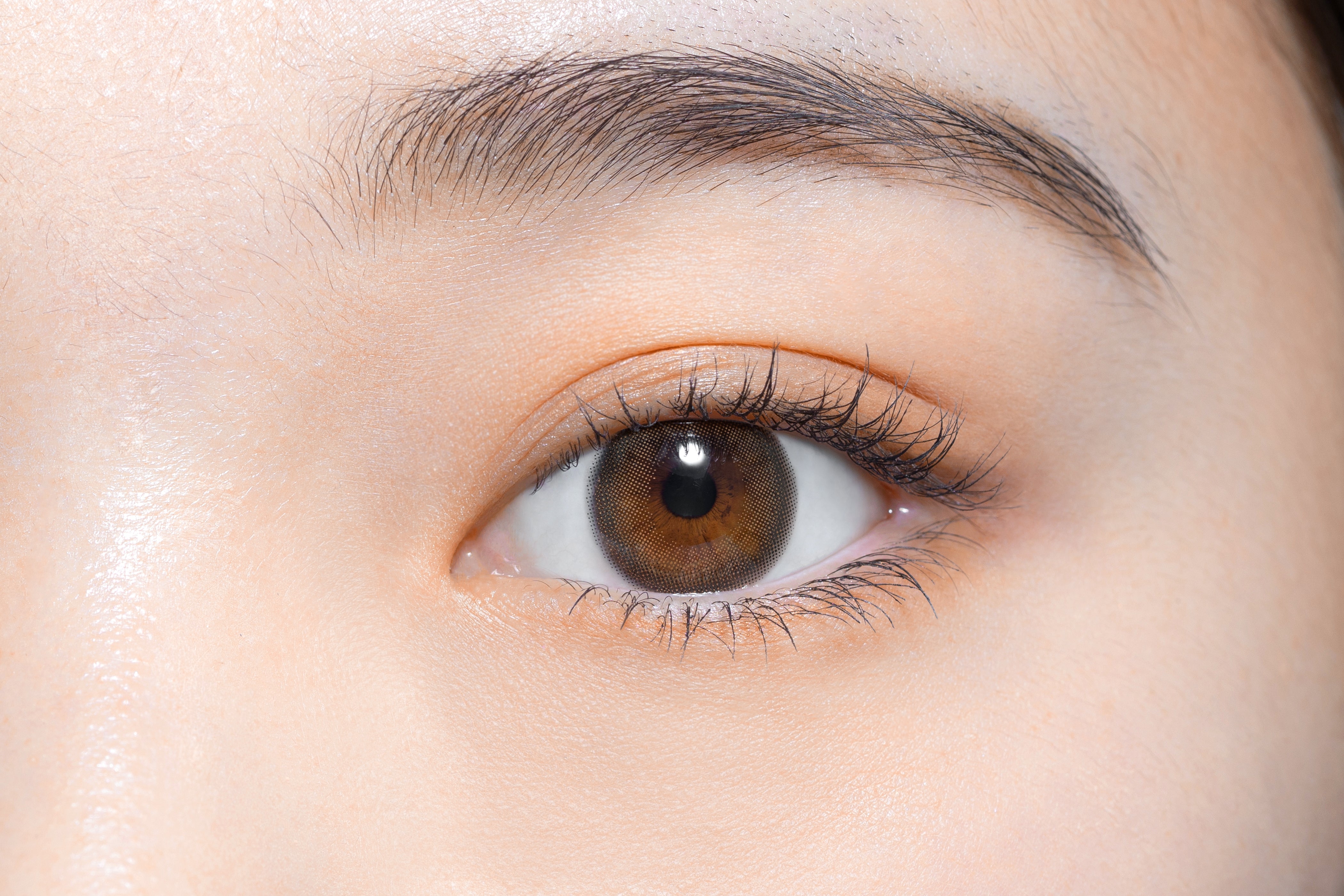 teddy (urso) (tipo de cordeiro)Castanho | 1 dia