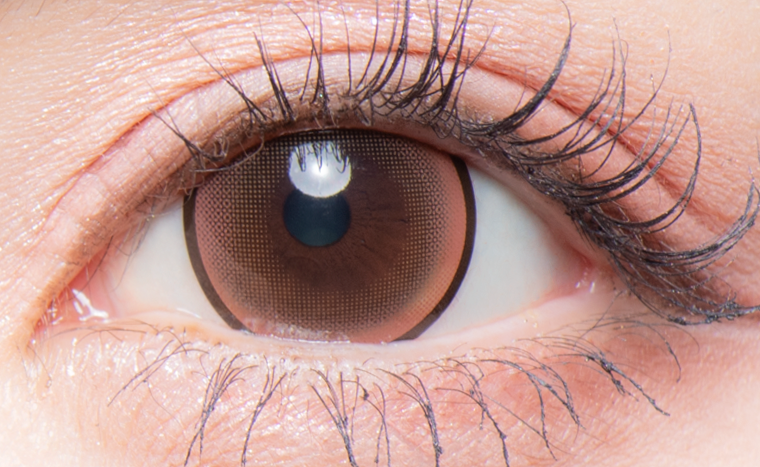 ฮิบิกิ | 1 เดือน