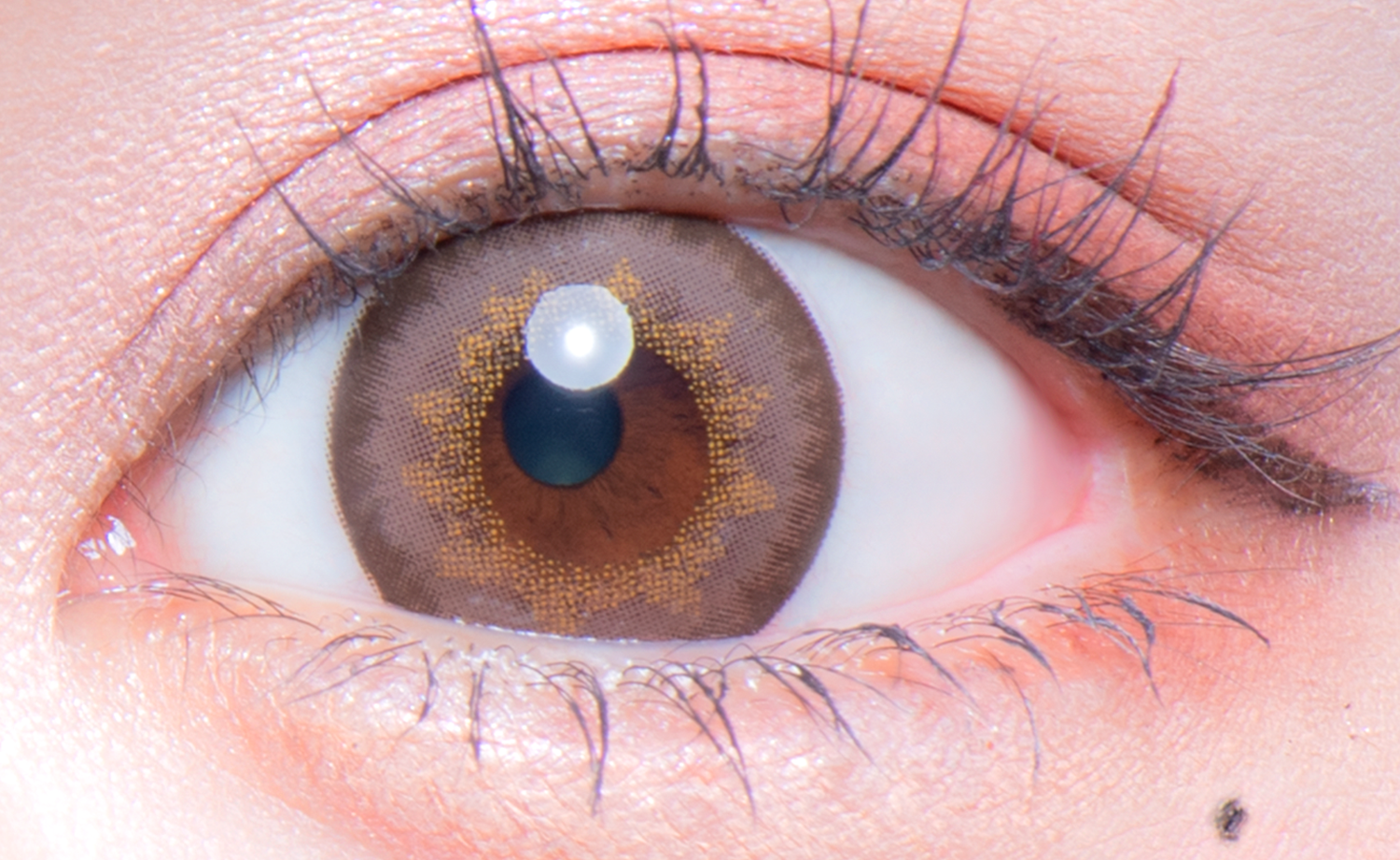 พาร์ไลต์บราวน์(ปอมโปโกะทานุกิ) | 1month