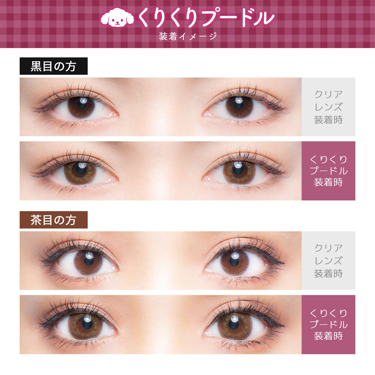 Barboncino Kurikuri. 1 giorno