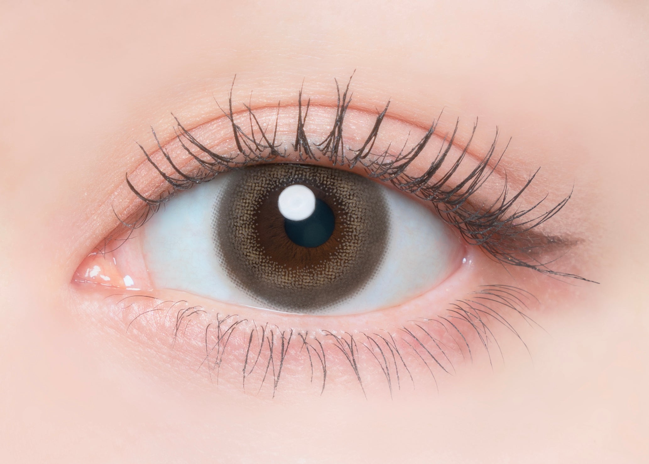 Coquille Fleur Lune | 1 jour