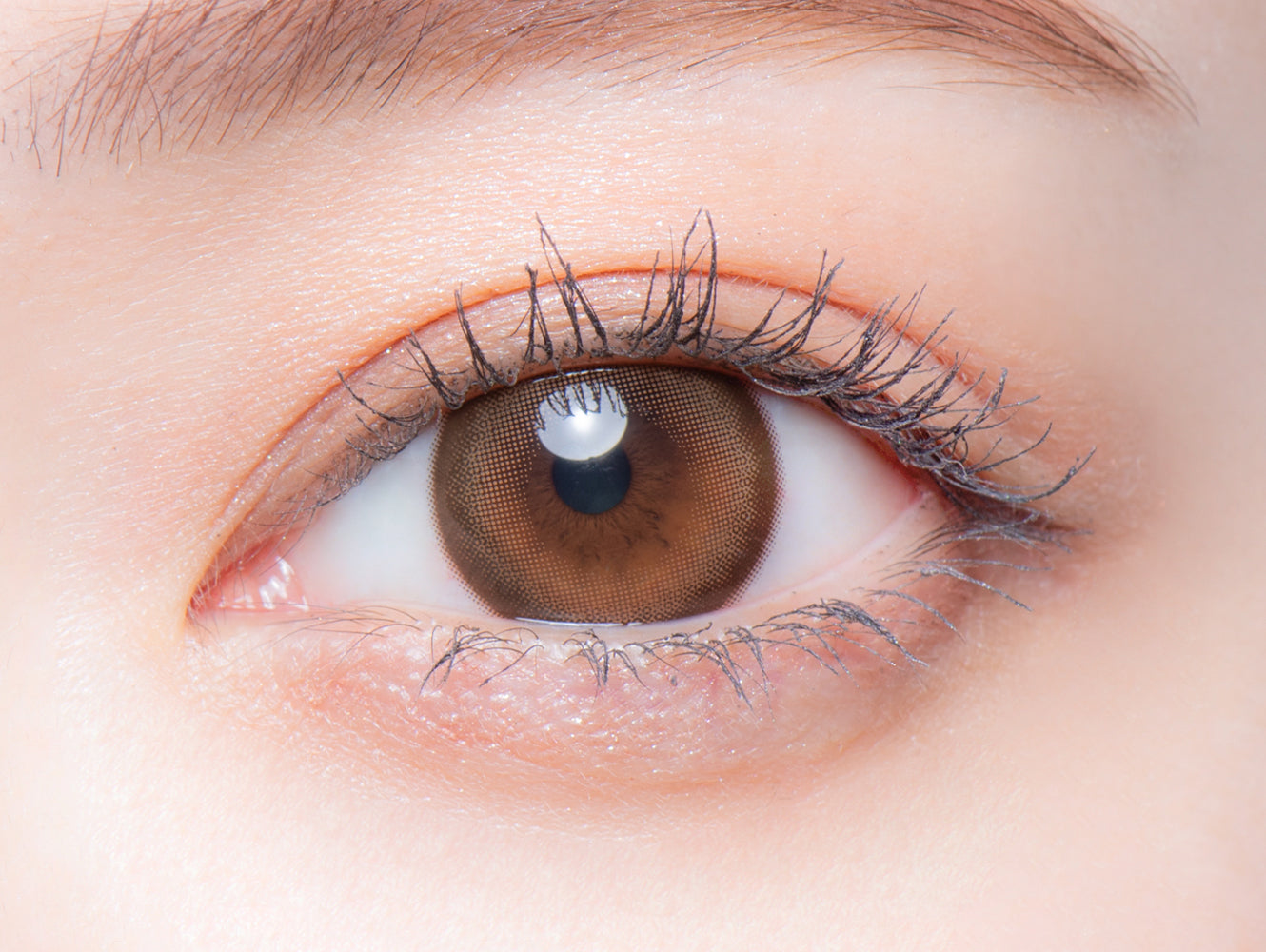 Urso Secreto |. 1 dia