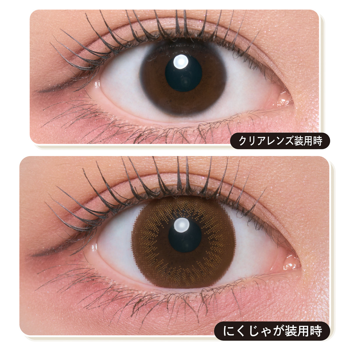 The Carnivore's |. 1Tag