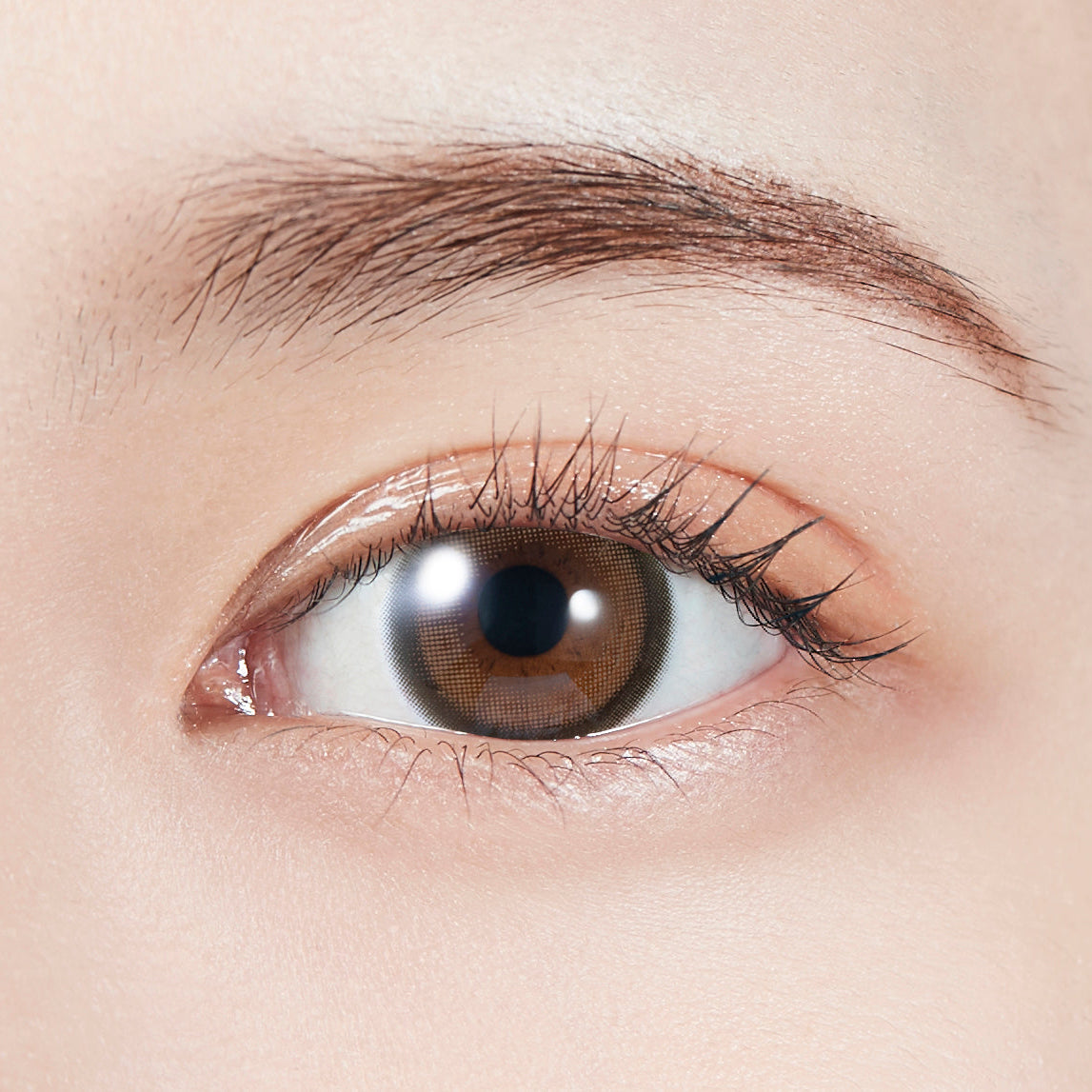 Brown Bunny Toric Lens [MOLAK] | 1day 