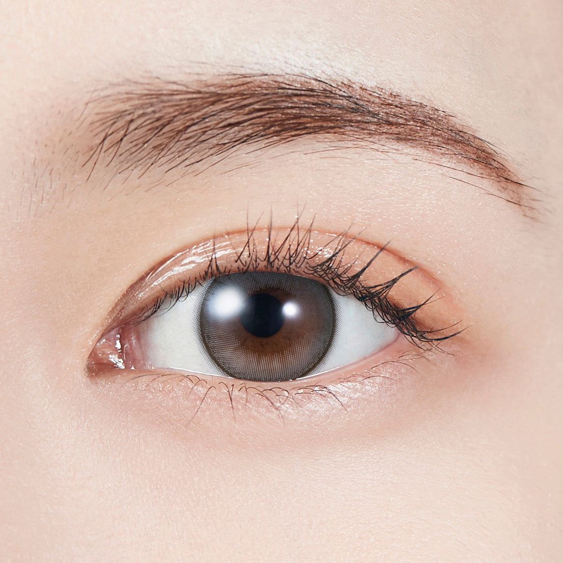 โดริชเกรย์ เลนส์โทริก [MOLAK] | 1day 