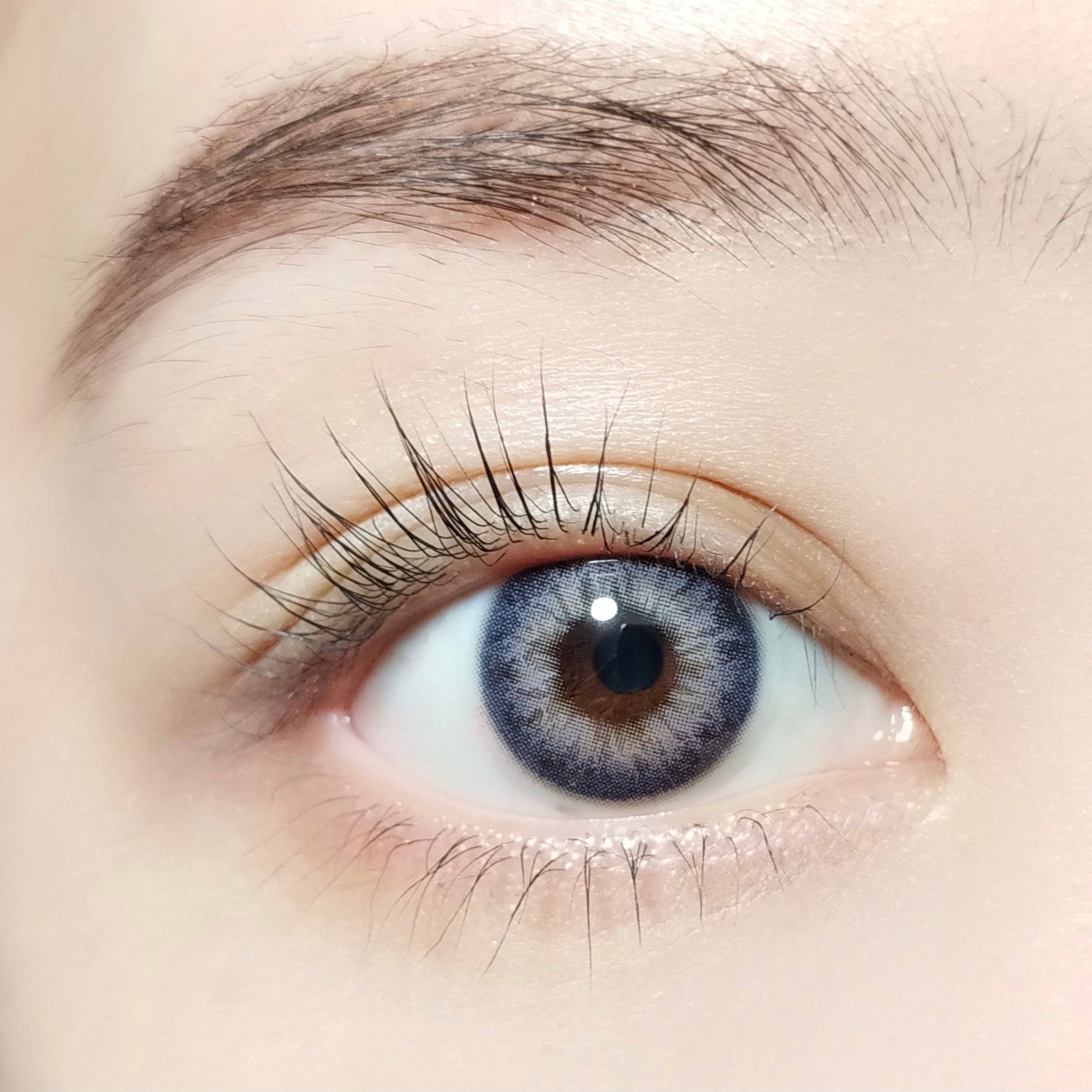 Iris Violett [BARRIEYES] | 1day 
