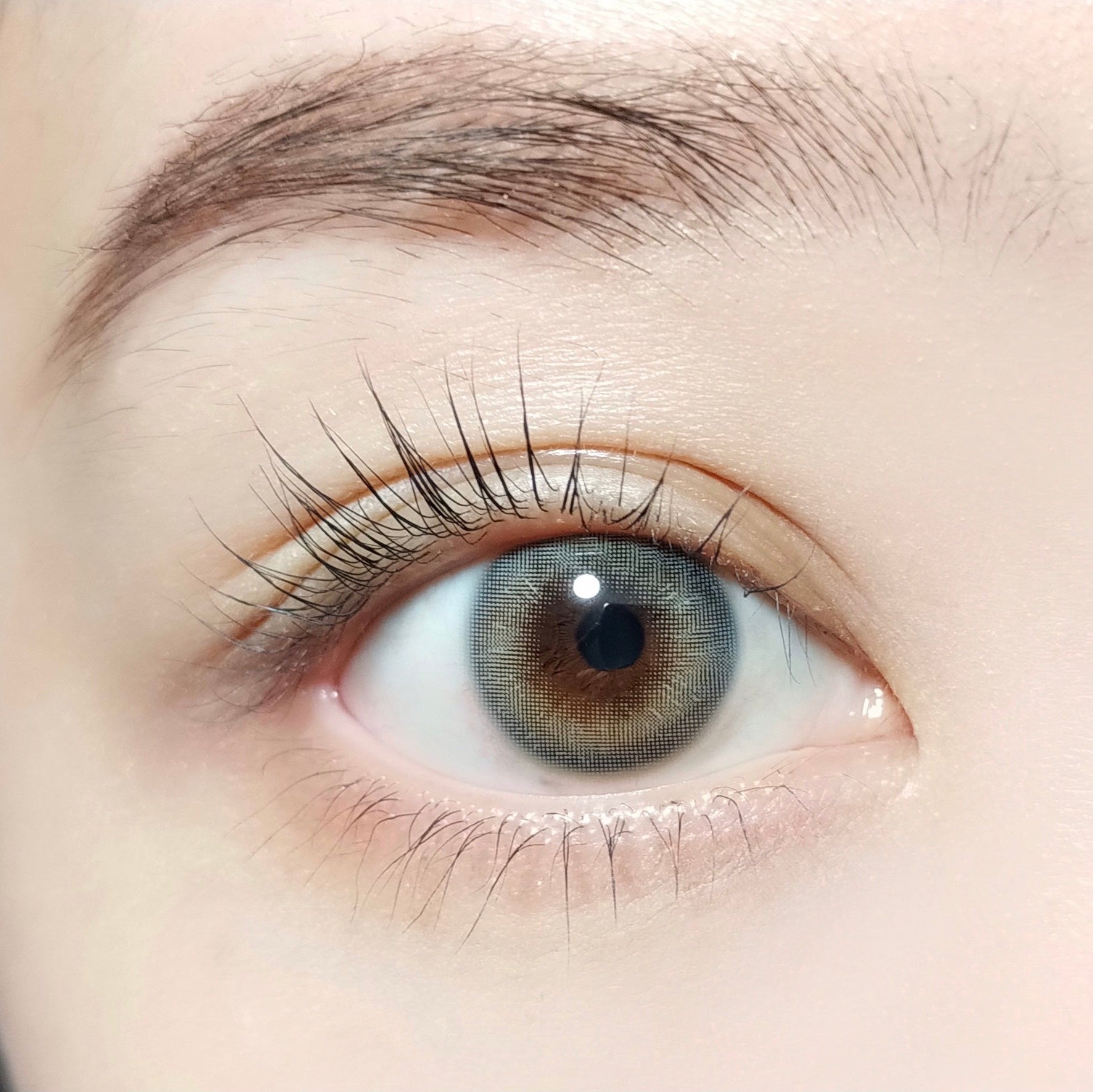 Lashy Gray [BARRIEYES] | 1day 