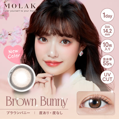 브라운Bunny 1일용