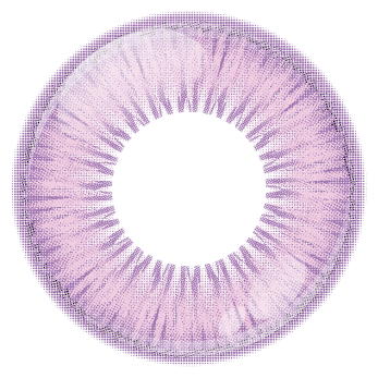 Viola brillante [Shutella] | 1 giorno