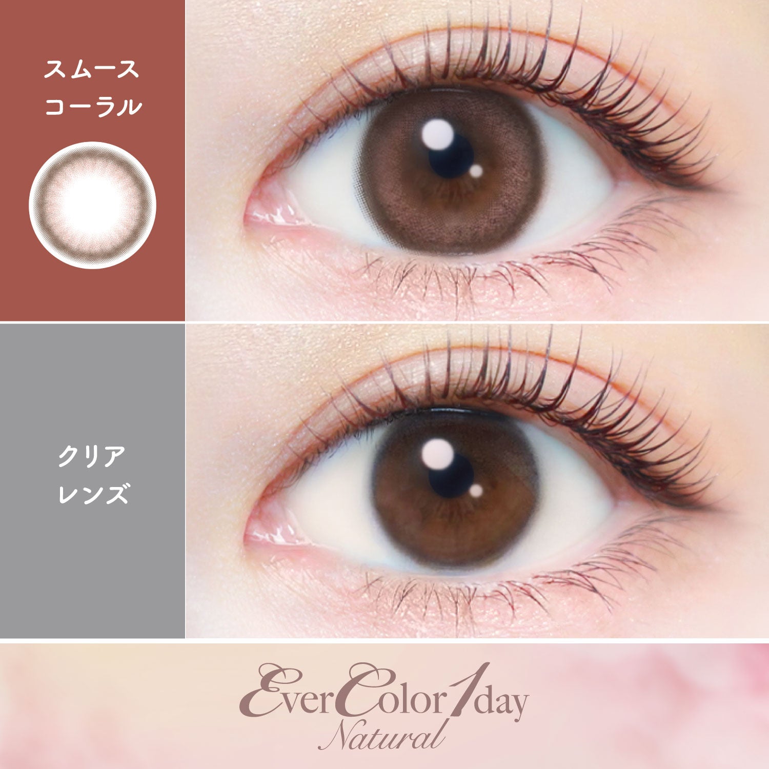Smooth Coral [EverColor] | 1day Colored Contact Lens - DIA 14.5mm