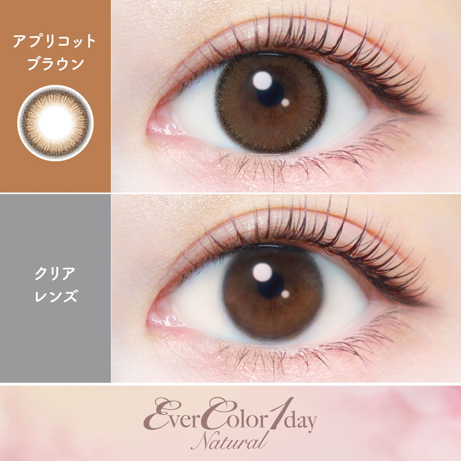 Apricot Brown [EverColor] | 1day Colored Contact Lens - DIA 14.5mm