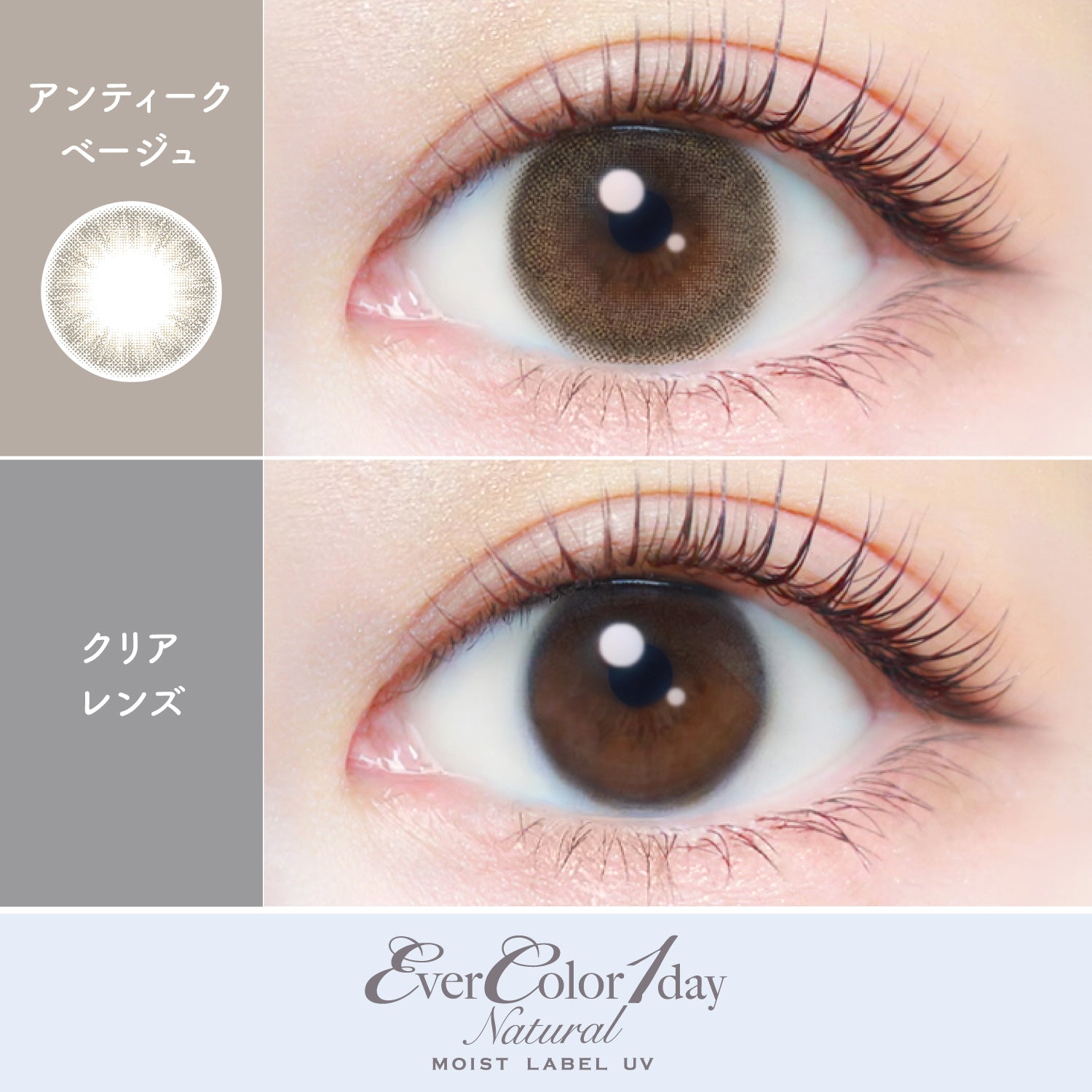 Antique Beige [EverColor] | 1day Colored Contact Lens - DIA 14.5mm