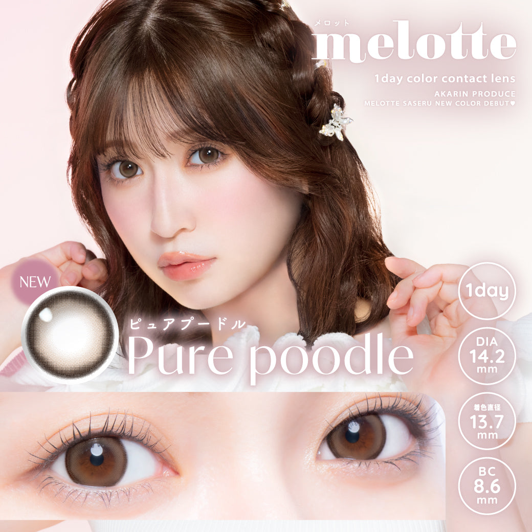 퓨어 푸들 [melotte] | 1day 